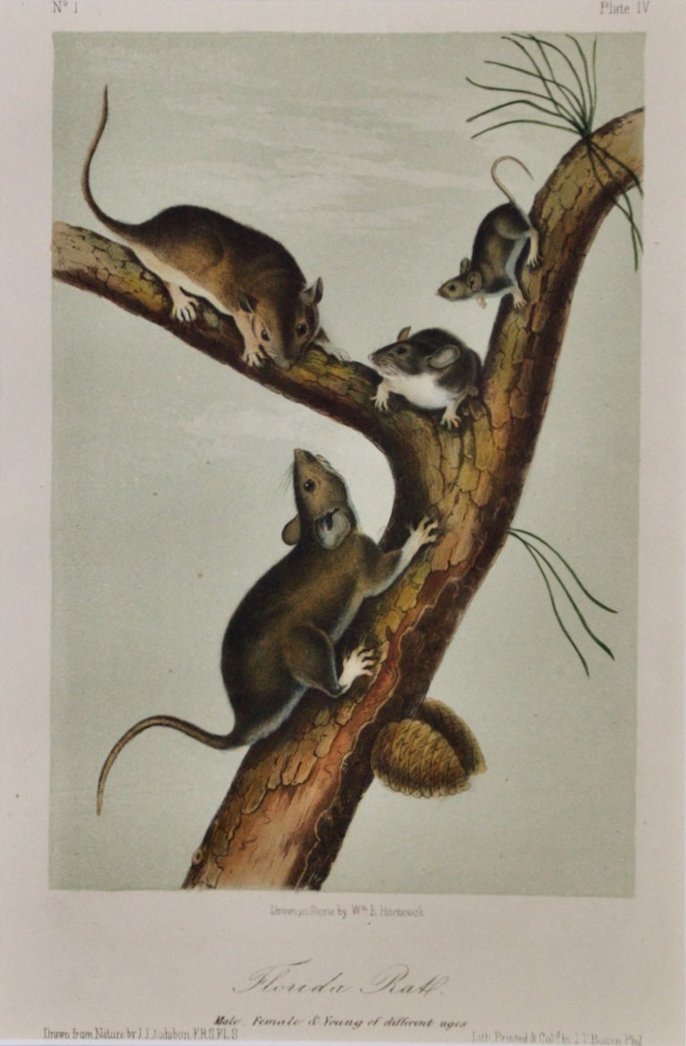 Camas Rat (Gopher): An Original 19th Century Hand-colored
